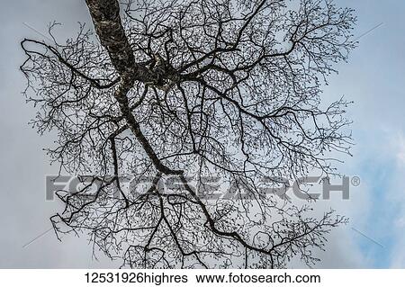 A Red alder (Alnus rubra) tree hangs overhead in the sky; Seaside, Oregon, United States of America View Large Photo Image Stock Photograph - A Red alder (Alnus rubra) tree hangs overhead in the sky; Seaside, Oregon, United States of America. Fotosearch