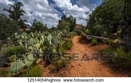 A red rock trail surrounded by flowers, cactus plants and trees; Sedona, Arizona, United States of America View Large Photo Image Stock Photograph - A red rock trail surrounded by flowers, cactus plants and trees; Sedona, Arizona, United States of America. Fotosearch