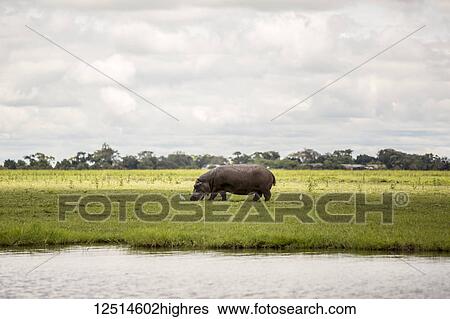 A rhinoceros grazing on grass with birds beside the Chobe River in Chobe National Park; Botswana View Large Photo Image Stock Photograph - A rhinoceros grazing on grass with birds beside the Chobe River in Chobe National Park; Botswana. Fotosearch