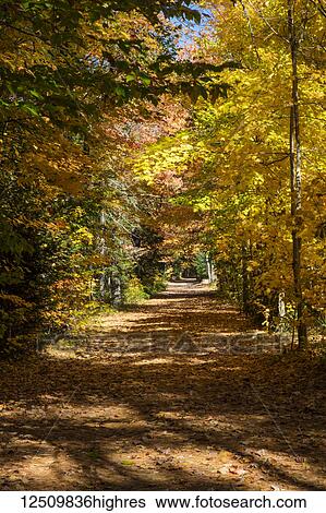 A road covered in fallen leaves and trees in autumn coloured foliage lining the road, White Mountains National Forest; Albany, New Hampshire, United States of America View Large Photo Image Stock Photograph - A road covered in fallen leaves and trees in autumn coloured foliage lining the road, White Mountains National Forest; Albany, New Hampshire, United States of America. Fotosearch
