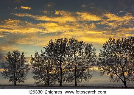 Stock Photograph - A row of frosted trees in snow-covered field at sunset with colourful clouds and blue sky; Alberta, Canada. Fotosearch