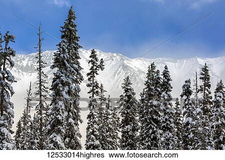 A row of snow-covered evergreen trees, with sun lit snow-covered mountain range in the background and blue sky, Kananaskis Country; Alberta, Canada View Large Photo Image Stock Photograph - A row of snow-covered evergreen trees, with sun lit snow-covered mountain range in the background and blue sky, Kananaskis Country; Alberta, Canada. Fotosearch