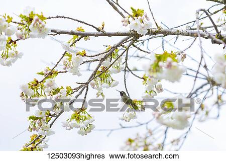 Stock Photograph - A Ruby-Throated Hummingbird (Archilochus colubris) feeds on the nectar of fresh cherry blossoms on a blooming tree; Vancouver, British Columbia, Canada. Fotosearch