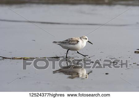 Stock Photograph - A Sanderling (Calidris alba) runs rapidly along the beach; Hammond, Oregon, United States of America. Fotosearch