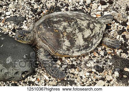 Stock Photograph - A sea turtle (Chelonioidea) rests on a rocky, shell covered beach on a hawaiian island; Kailua, Island of Hawaii, Hawaii, United States of America. Fotosearch