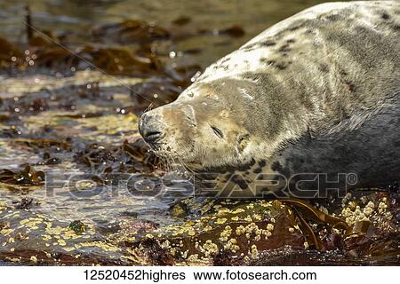 A seal resting on rocks at the water's edge; Farne Islands, Northumberland, England View Large Photo Image Stock Photograph - A seal resting on rocks at the water's edge; Farne Islands, Northumberland, England. Fotosearch