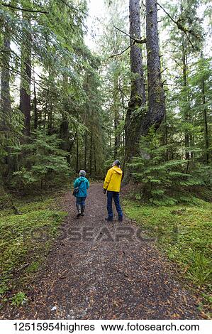 A senior couple walking on Golden Spruce Trail in an old growth forest; Port Clement, Haida Gwaii, British Columbia, Canada View Large Photo Image Stock Photograph - A senior couple walking on Golden Spruce Trail in an old growth forest; Port Clement, Haida Gwaii, British Columbia, Canada. Fotosearch