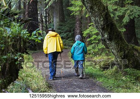 A senior couple walking on Golden Spruce Trail in an old growth forest; Port Clement, Haida Gwaii, British Columbia, Canada View Large Photo Image Stock Photograph - A senior couple walking on Golden Spruce Trail in an old growth forest; Port Clement, Haida Gwaii, British Columbia, Canada. Fotosearch