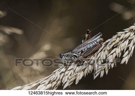 Stock Photograph - A Short-horned Grasshopper hops onto the grass; Astoria, Oregon, United States of America. Fotosearch