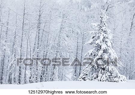A single spruce tree covered in fresh snow stands in front of a birch tree forest blanketed in white snow, Turnagain Pass, Kenai Peninsula, South-central Alaska; Alaska, United States of America View Large Photo Image Stock Photograph - A single spruce tree covered in fresh snow stands in front of a birch tree forest blanketed in white snow, Turnagain Pass, Kenai Peninsula, South-central Alaska; Alaska, United States of America. Fotosearch