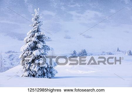 Stock Photograph - A single spruce tree covered in fresh snow stands in front of a mountainside blanketed in white snow, Turnagain Pass, Kenai Peninsula, South-central Alaska; Alaska, United States of America. Fotosearch