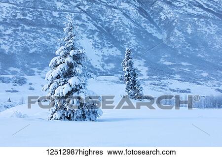A single spruce tree covered in fresh snow stands in front of a mountainside blanketed in white snow, Turnagain Pass, Kenai Peninsula, South-central Alaska; Alaska, United States of America View Large Photo Image Stock Photograph - A single spruce tree covered in fresh snow stands in front of a mountainside blanketed in white snow, Turnagain Pass, Kenai Peninsula, South-central Alaska; Alaska, United States of America. Fotosearch
