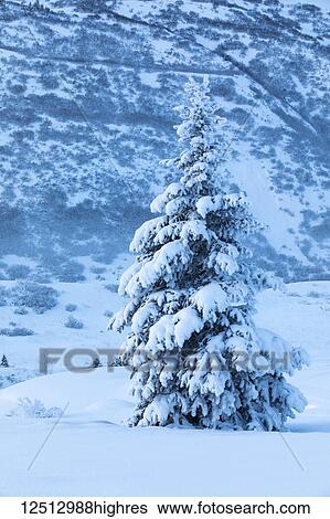 Stock Photograph - A single spruce tree covered in fresh snow stands in front of a mountainside blanketed in white snow, Turnagain Pass, Kenai Peninsula, South-central Alaska; Alaska, United States of America. Fotosearch