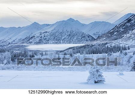 Stock Photograph - A single spruce tree covered in fresh snow stands in front of a mountainside blanketed in white snow and low clouds, Turnagain Pass, Kenai Peninsula, South-central Alaska; Alaska, United States of America. Fotosearch