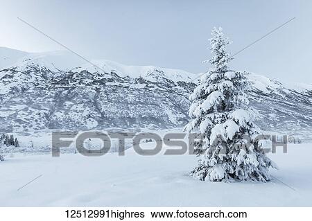 Stock Photograph - A single spruce tree covered in fresh snow stands in front of a mountainside blanketed in white snow and low clouds, Turnagain Pass, Kenai Peninsula, South-central Alaska; Alaska, United States of America. Fotosearch
