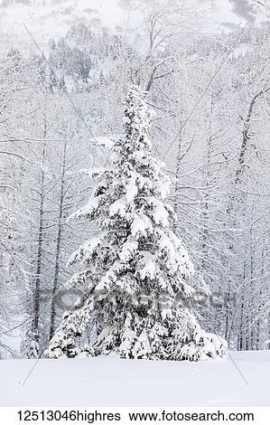 A single Spruce tree covered in fresh snow in front of a birch tree forest blanketed in white snow, Turnagain Pass, Kenai Peninsula, South-central Alaska; Alaska, United States of America View Large Photo Image Stock Photograph - A single Spruce tree covered in fresh snow in front of a birch tree forest blanketed in white snow, Turnagain Pass, Kenai Peninsula, South-central Alaska; Alaska, United States of America. Fotosearch