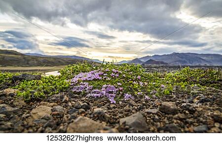 Stock Photograph - A small outcrop of wildflowers and moss covers the rugged rocky landscape in this valley; Iceland. Fotosearch