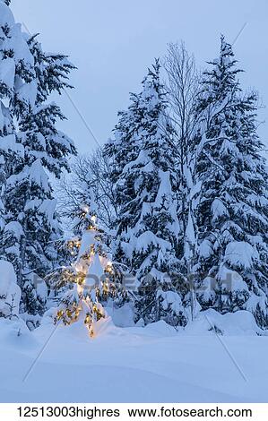 A small spruce tree covered in fresh snow is illuminated by white string lights underneath the snow in a snowy spruce forest at twilight, the snow-covered Kenai Mountains in the background, Kenai Peninsula, South-central Alaska; Moose Pass, Alaska... View Large Photo Image Stock Photograph - A small spruce tree covered in fresh snow is illuminated by white string lights underneath the snow in a snowy spruce forest at twilight, the snow-covered Kenai Mountains in the background, Kenai Peninsula, South-central Alaska; Moose Pass, Alaska.... Fotosearch