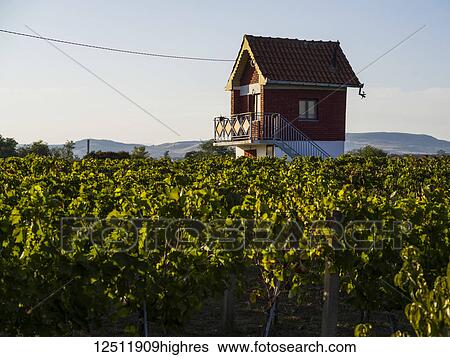 A small two-story house elevated above a garage stands out above the vines growing in a vineyard with hills in the distance; Kladovo, Bor District, Serbia View Large Photo Image Stock Photograph - A small two-story house elevated above a garage stands out above the vines growing in a vineyard with hills in the distance; Kladovo, Bor District, Serbia. Fotosearch