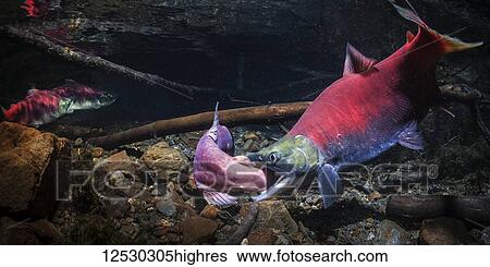 A Sockeye Salmon (Oncorhynchus nerka) alpha male attacks a challenger in an Alaskan stream during the summer; Alaska, United States of America View Large Photo Image Stock Photograph - A Sockeye Salmon (Oncorhynchus nerka) alpha male attacks a challenger in an Alaskan stream during the summer; Alaska, United States of America. Fotosearch