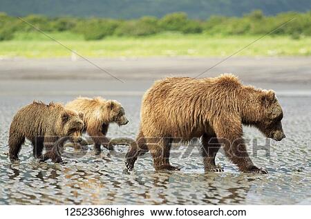 Stock Photograph - A sow brown bear (Ursus Americans) teaches her cubs how to dig for clams at Hallo Bay, Katmai National Park; Homer, Alaska, United States of America. Fotosearch