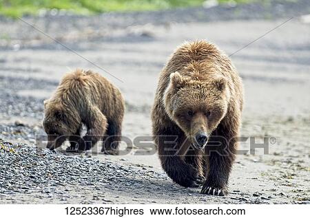 Stock Photograph - A sow brown bear (Ursus Americans) teaches her cub how to dig for clams at Hallo Bay, Katmai National Park; Homer, Alaska, United States of America. Fotosearch
