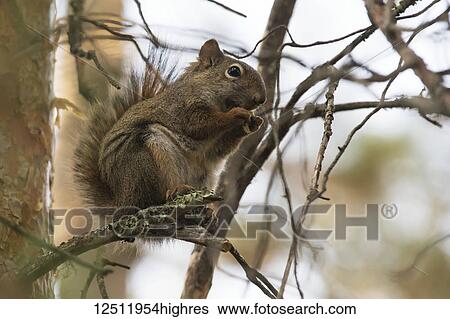 Stock Photograph - A squirrel eating while sitting on a tree branch; lLke of the Woods, Ontario, Canada. Fotosearch