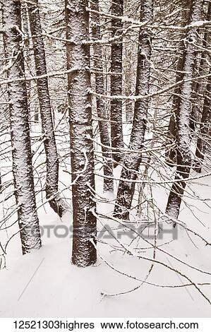 Stock Photograph - A stand of Spruce trees covered with snow, Long Lake Provincial Park; Halifax, Nova Scotia, Canada. Fotosearch