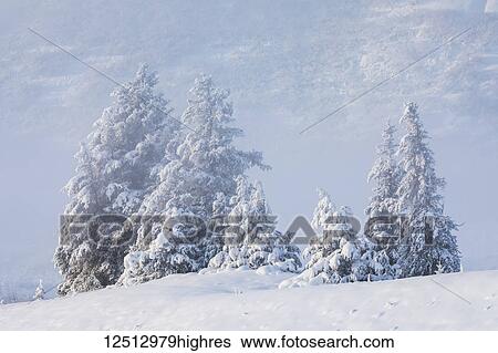A stand of spruce trees with a fresh dusting of snow, foggy mountainside in the distant background, Turnagain Arm, Kenai Peninsula, South-central Alaska; Alaska, United States of America View Large Photo Image Stock Photograph - A stand of spruce trees with a fresh dusting of snow, foggy mountainside in the distant background, Turnagain Arm, Kenai Peninsula, South-central Alaska; Alaska, United States of America. Fotosearch