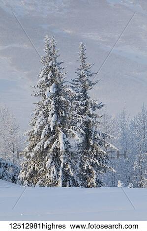 Stock Photograph - A stand of spruce trees with a fresh dusting of snow, foggy mountainside in the distant background, Turnagain Arm, Kenai Peninsula, South-central Alaska; Alaska, United States of America. Fotosearch