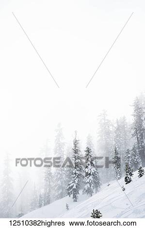 A steep, snow covered slope in the mountains with snow blowing and snow covered trees, Tahoe View Large Photo Image Stock Photograph - A steep, snow covered slope in the mountains with snow blowing and snow covered trees, Tahoe. Fotosearch