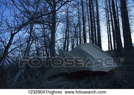 A tent set up in a forest at dusk with a silhouette of the tree trunks and full moon; Alaska, United States of America View Large Photo Image Stock Photograph - A tent set up in a forest at dusk with a silhouette of the tree trunks and full moon; Alaska, United States of America. Fotosearch