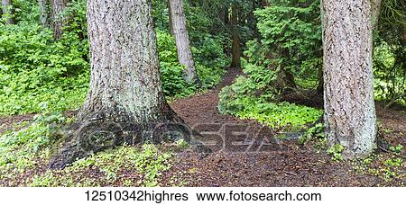 Stock Photograph - A trail leading through the large trees in Redwood Park in British Columbia. Fotosearch