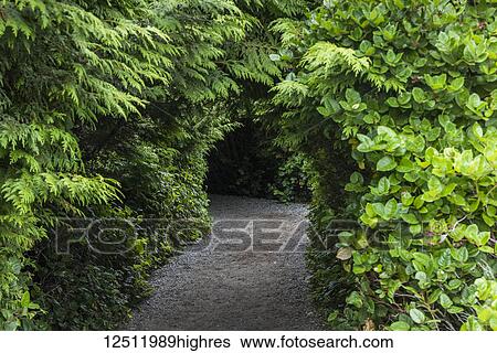 A trail leading through trees and shrubs with lush, green foliage; Ucluelet, British Columbia, Canada View Large Photo Image Stock Photograph - A trail leading through trees and shrubs with lush, green foliage; Ucluelet, British Columbia, Canada. Fotosearch