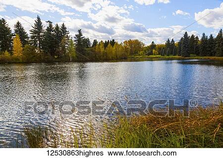 A tranquil lake reflecting autumn coloured trees; Edmonton, Alberta, Canada View Large Photo Image Stock Photograph - A tranquil lake reflecting autumn coloured trees; Edmonton, Alberta, Canada. Fotosearch