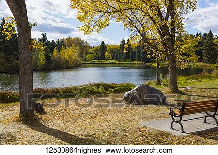 A tranquil lake reflecting autumn coloured trees with a park bench on the shore; Edmonton, Alberta, Canada View Large Photo Image Stock Photograph - A tranquil lake reflecting autumn coloured trees with a park bench on the shore; Edmonton, Alberta, Canada. Fotosearch