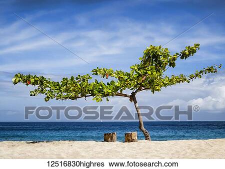A tree and two tree stumps for seats on a sandy beach with a view of the blue ocean, Caribbean View Large Photo Image Stock Photograph - A tree and two tree stumps for seats on a sandy beach with a view of the blue ocean, Caribbean. Fotosearch
