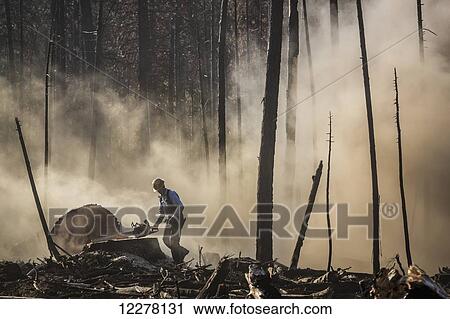 A tree faller, contracted by Crook Logging, removes trees that were damaged during a 2013 wildfire in the Stanislaus National Forest along Evergreen Road near Yosemite National Park; Groveland, California, United States of America View Large Photo Image Stock Image - A tree faller, contracted by Crook Logging, removes trees that were damaged during a 2013 wildfire in the Stanislaus National Forest along Evergreen Road near Yosemite National Park; Groveland, California, United States of America. Fotosearch