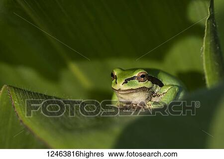 A tree frog guards a garden while resting on a plant in the Pacific Northwest View Large Photo Image Stock Photograph - A tree frog guards a garden while resting on a plant in the Pacific Northwest. Fotosearch