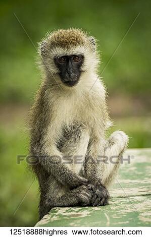 A vervet monkey (Chlorocebus pygerythrus) sits on a green painted wall looking at the camera with it's hands resting at it's feet. It has brown eyes, a black face and brown and black fur. Taken in Tarangire National Park; Tanzania View Large Photo Image Stock Photograph - A vervet monkey (Chlorocebus pygerythrus) sits on a green painted wall looking at the camera with it's hands resting at it's feet. It has brown eyes, a black face and brown and black fur. Taken in Tarangire National Park; Tanzania. Fotosearch