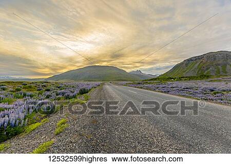 Stock Photograph - A view of the sunset behind the wide open road that runs through fields of purple lupine flowers and mountain landscape; Iceland. Fotosearch
