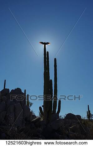Stock Photograph - A vulture backlit by the sun and perched with wings open on the top of a cactus plant against a blue sky; Catavina, Baja California, Mexico. Fotosearch
