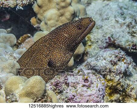 Stock Photograph - A Whitemouth Moray Eel (Gymnothorax meleagris) emerges from its coral reef lair off the Kona coast; Island of Hawaii, Hawaii, United States of America. Fotosearch