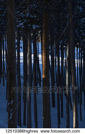 Stock Photograph - A winter landscape of a forest with tree trunks close together and a snow covered ground; Breckenridge, Colorado, United States of America. Fotosearch
