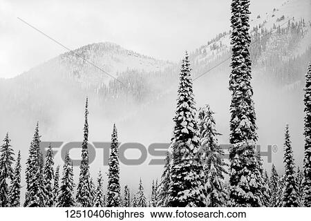Stock Photograph - A winter scene with snow covered coniferous trees and forests on the mountains in fog, Whitewater Ski Resort; Nelson, British Columbia, Canada. Fotosearch