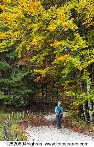 Stock Photograph - A woman hikes along a road under colourful autumn coloured foliage on the trees; Caldaro, Bolzano, Italy. Fotosearch
