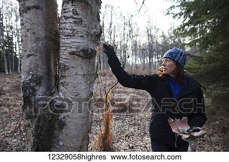 Stock Photograph - A woman peels bark off a birch tree in a forest, Kenai Peninsula; Alaska, United States of America. Fotosearch