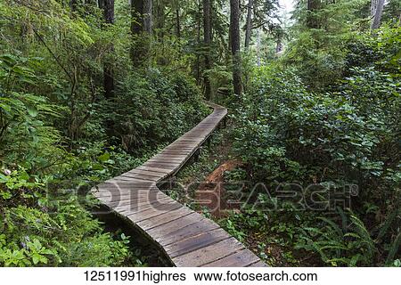 Stock Photograph - A wooden boardwalk leading through a rainforest in Pacific Rim National Park, Schooner Cove Trail, Vancouver Island; British Columbia, Canada. Fotosearch