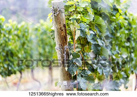 A wooden post and chains at the end of a row of growing vines in a vineyard; Naramata, British Columbia, Canada View Large Photo Image Stock Photograph - A wooden post and chains at the end of a row of growing vines in a vineyard; Naramata, British Columbia, Canada. Fotosearch