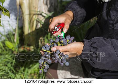 Stock Photograph - A worker holding a cluster of ripe Frontenac Gris grapes and separating them with a tool at harvest; Shefford, Quebec, Canada. Fotosearch